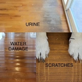 Urine, water damage, and scratches on wood