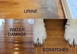 Urine, water damage, and scratches on wood